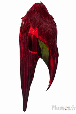 Anatra ala - 5 x 13 cm - rosso
